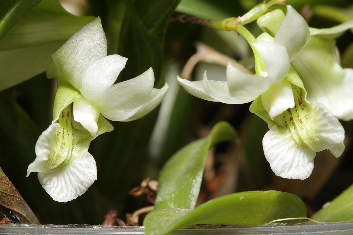 Dendrobium oligophyllum IMG_1764+%2528copie%2529