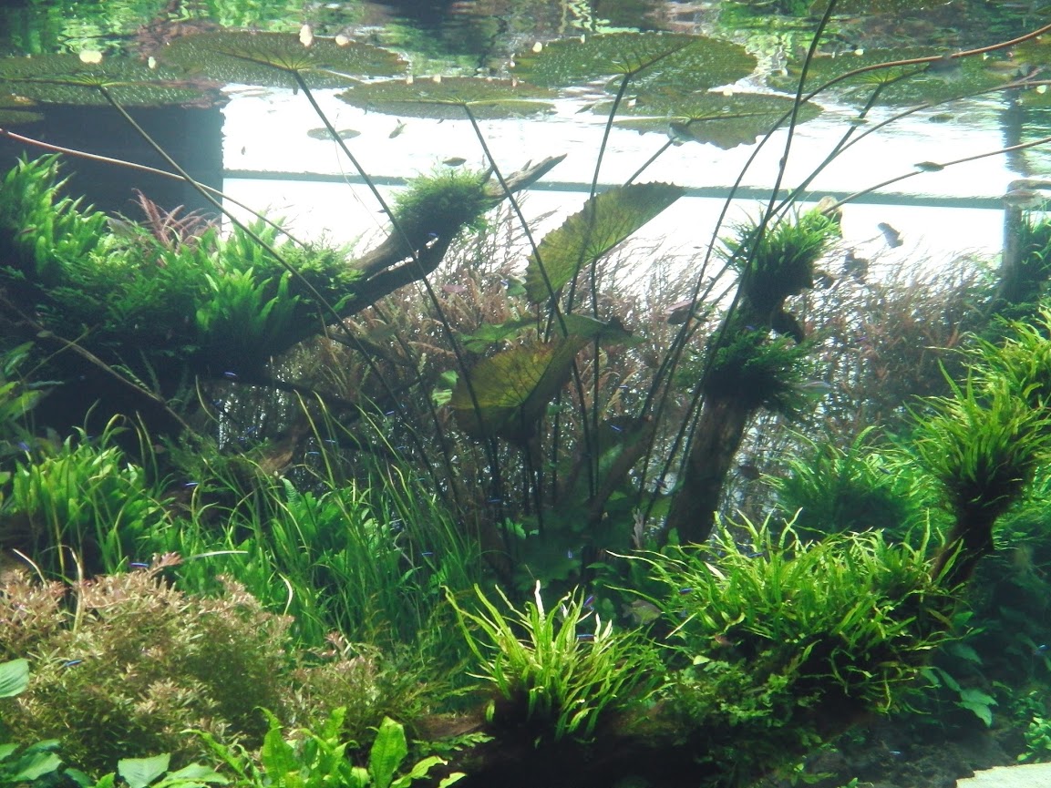 Un aquarium hors du commun....A Lisbonne IMGA0129