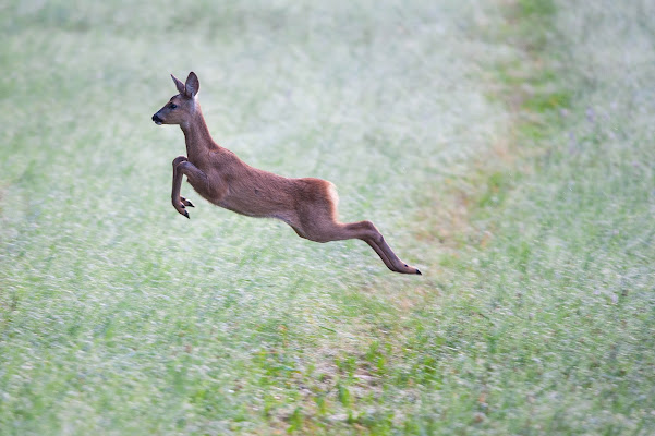 Cucciolo capriolo in fuga di Peter_Sossi