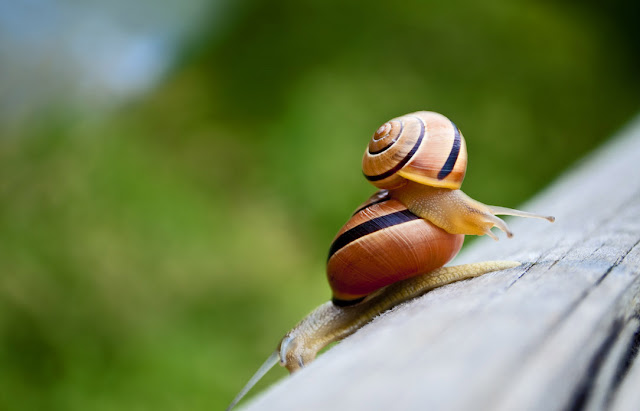 © Carole Lambert Photographie