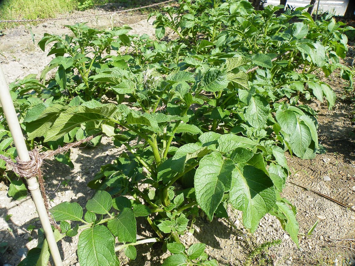 ジャガイモの土寄せ 里芋植えつけ ドケチ的家庭菜園 その8 トイレのうず ブログ