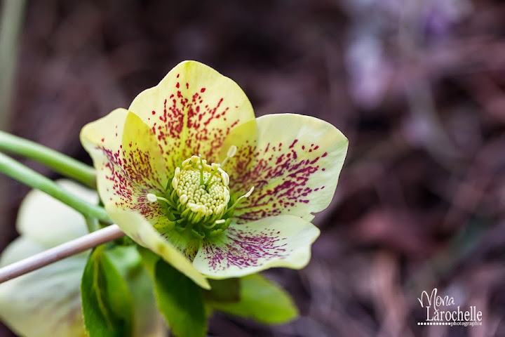 Helleborus Gold Finch Helleborus-gold-finch-140510-13rm