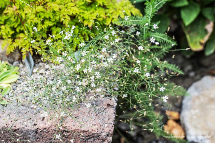 Asperula cynanchica Asperula-cynanchica-130809-17rm