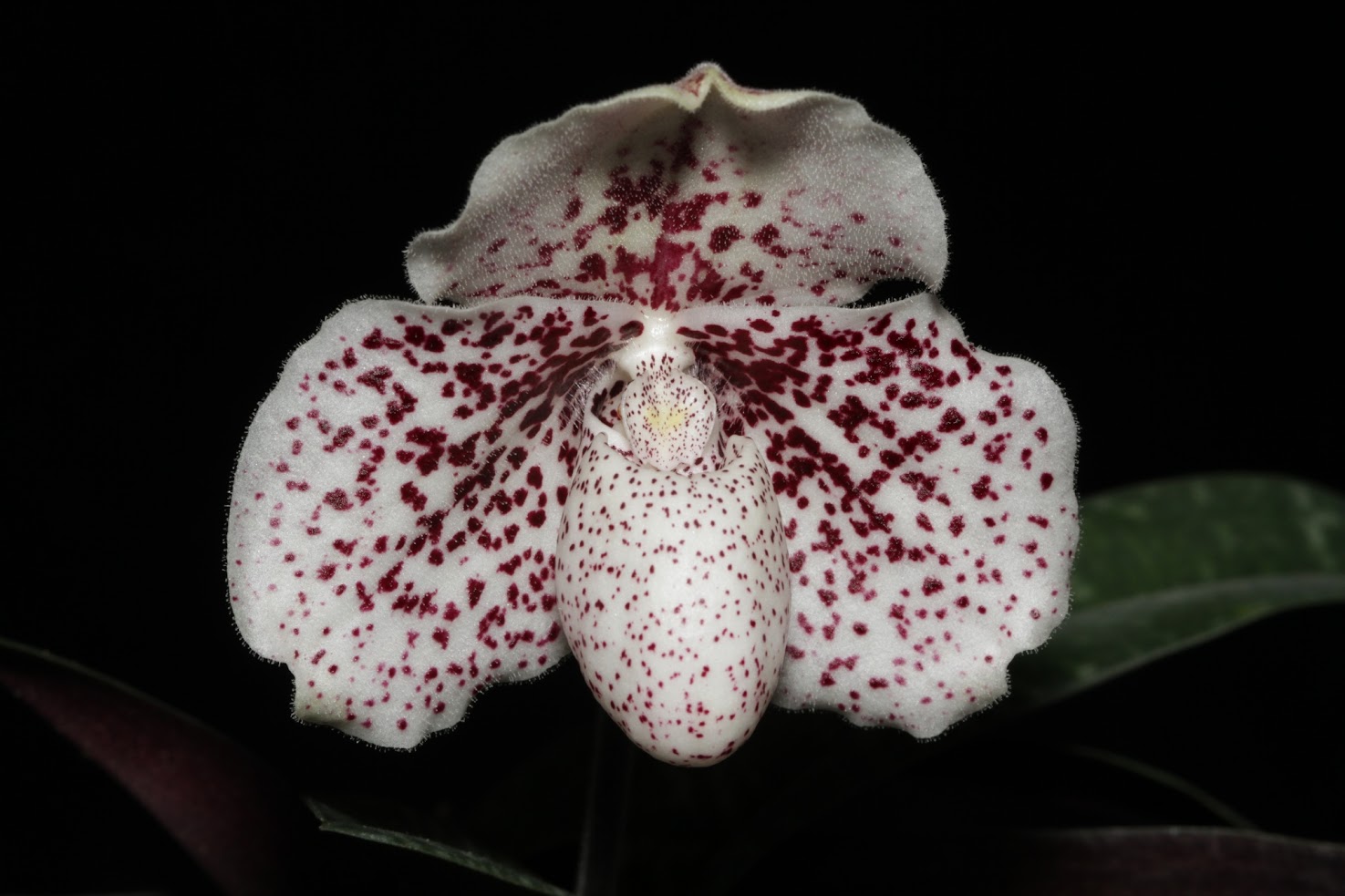 Paphiopedilum godefroyae IMG_6771