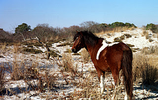 Pony on the beach, Maryland Side, Assateague Island, Atlantic Coast.