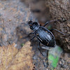 Carabidae 步甲科