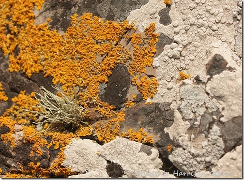 7-lichen