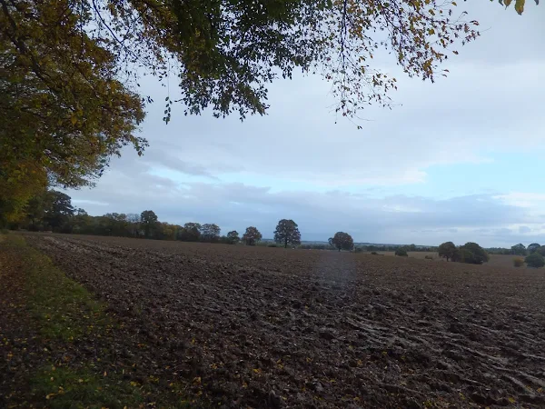 Fields near Homewood