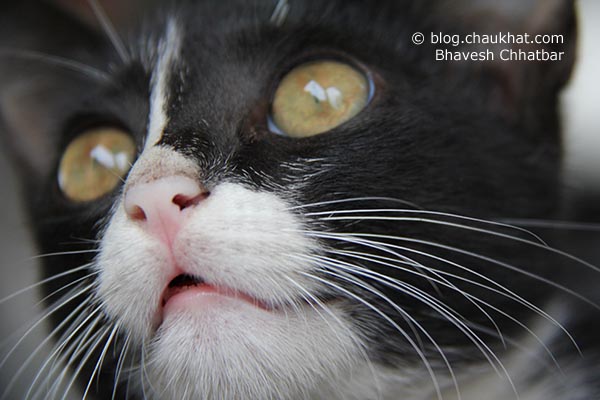 A beautiful black cat looking up