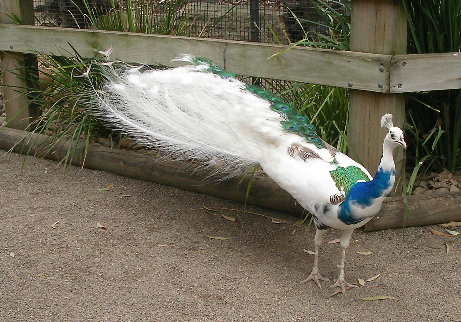 white peacock wedding dress