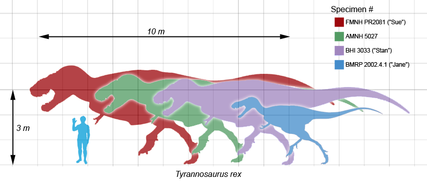 파일:external/3.bp.blogspot.com/tiranosaure+escala.png