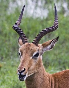 Impala Male, Zambia