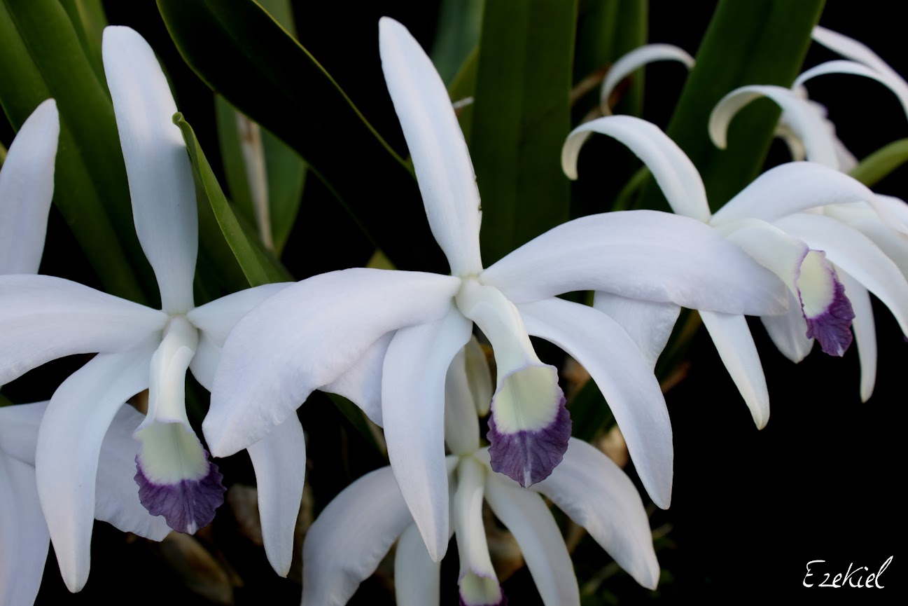 Cattleya (Laelia) perrinii f. coerulea - Page 2 IMG_9363