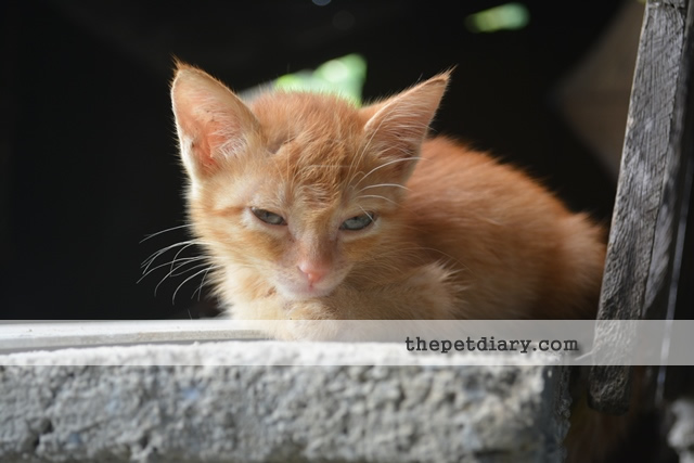 Cute Orange Kitten