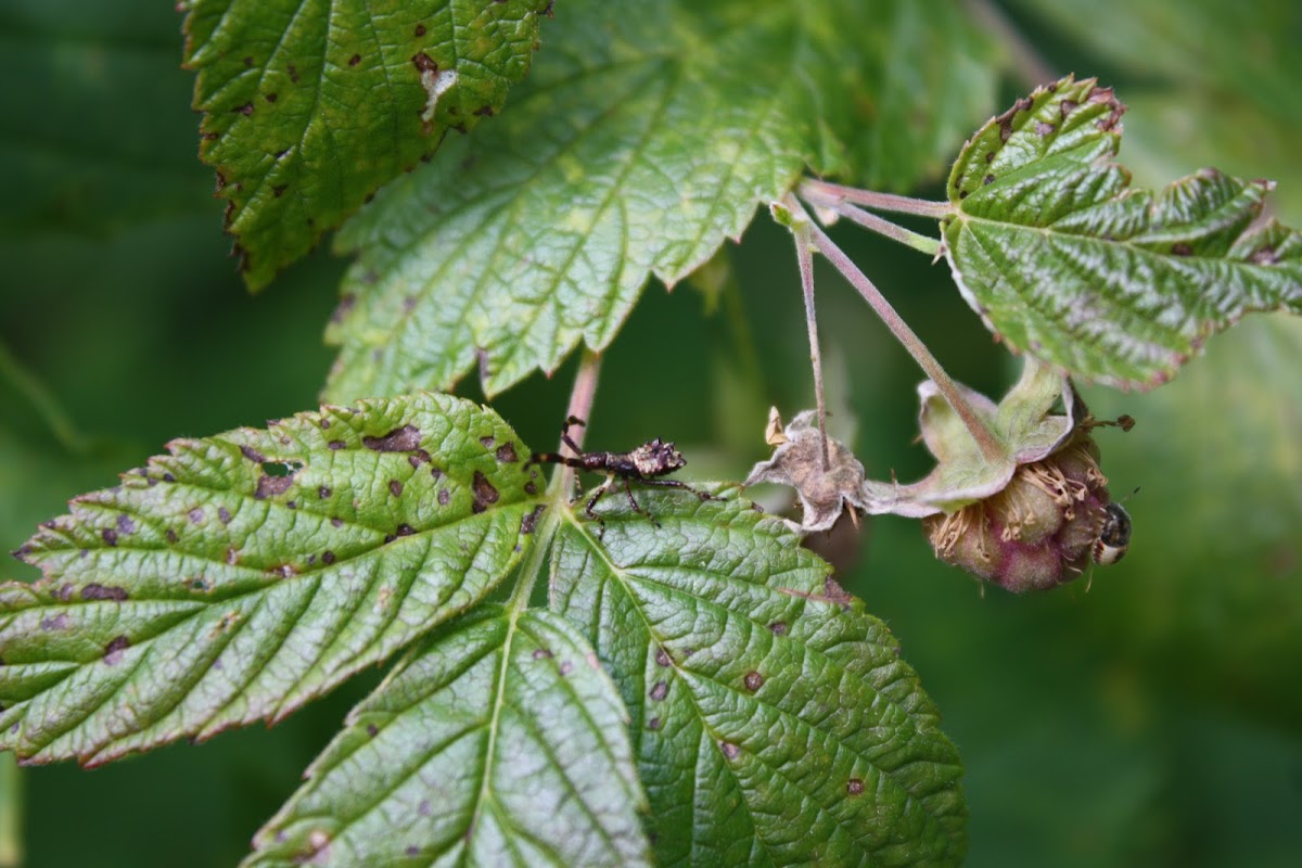 Assassin Bug(nymph)