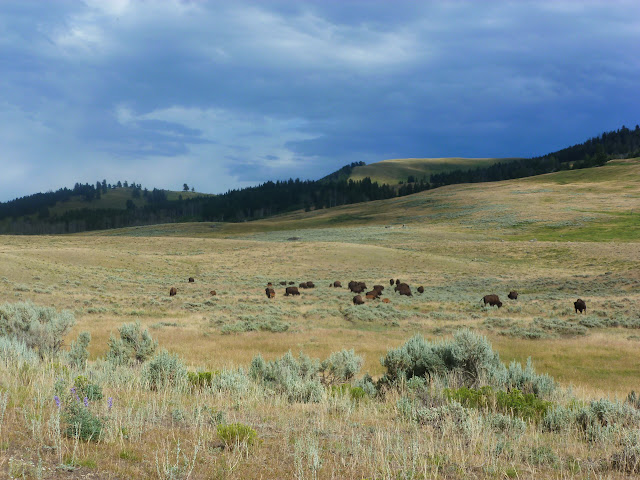 Mammoth Hot Springs. Valle de Lamar. Calcite Springs. Tower Falls. 12 Julio - LAS ROCOSAS DE CANADA. YELLOWSTONE Y GRAND TETON. (35)