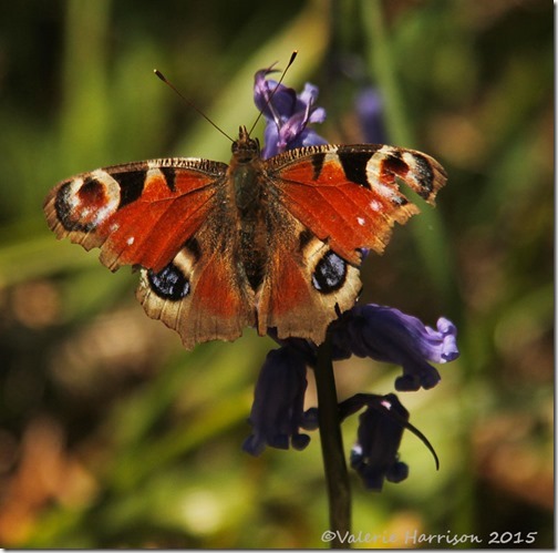 6-Peacock-Butterfly