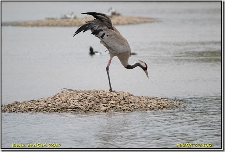 Slimbridge WWT - May