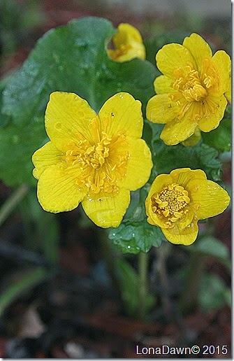 Marsh Marigolds