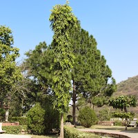 Trees, Deen Dayal Park, Udaipur IMG_3856.JPG