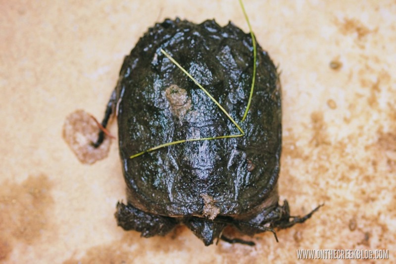 Snapping Turtle