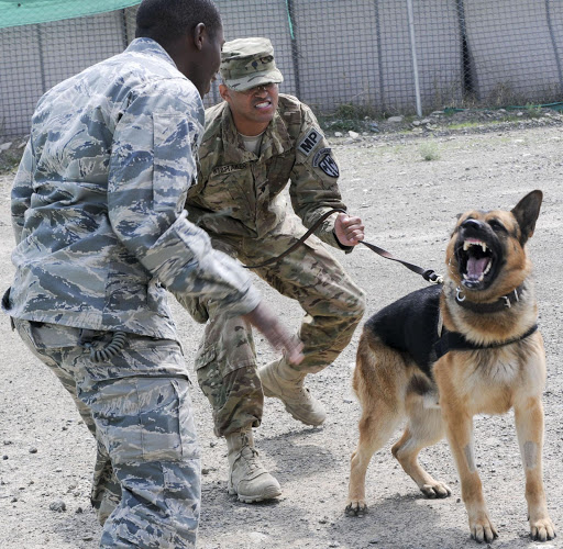 dog-training photo:dog training club of chester county 