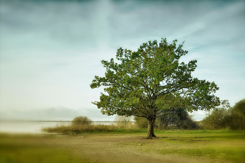 Le chêne Arbre%2520finalb