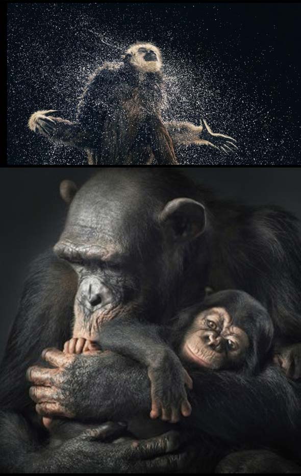 Risultati immagini per tim flach more than human