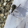 Leaf-footed Bug, nymph