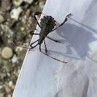 Leaf-footed Bug, nymph