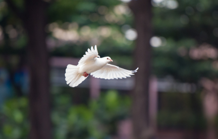 Chim bồ câu trắng small promo image