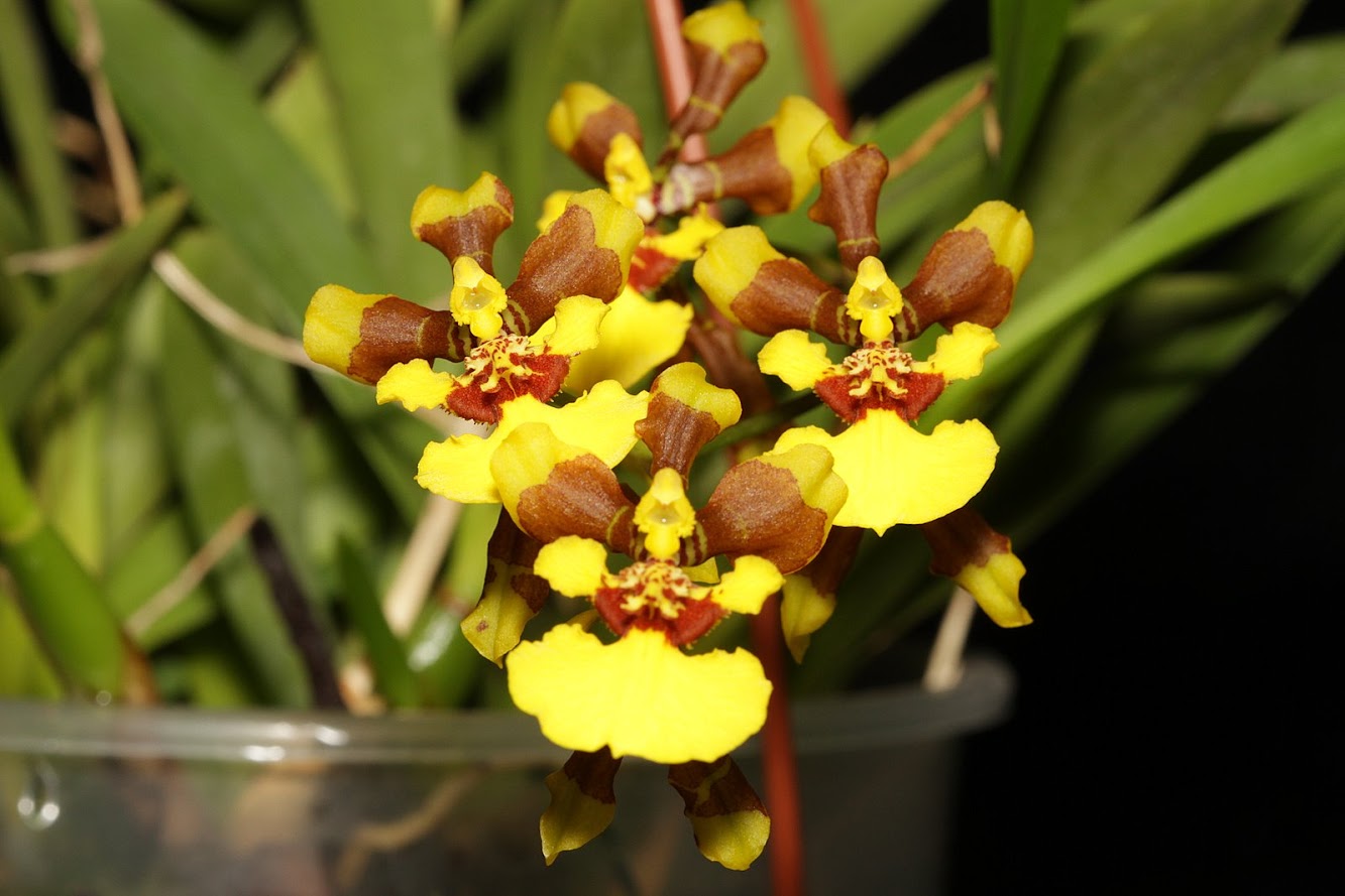 Gomesa longipes (syn. Oncidium eurycline) IMG_2385+%2528copie%2529