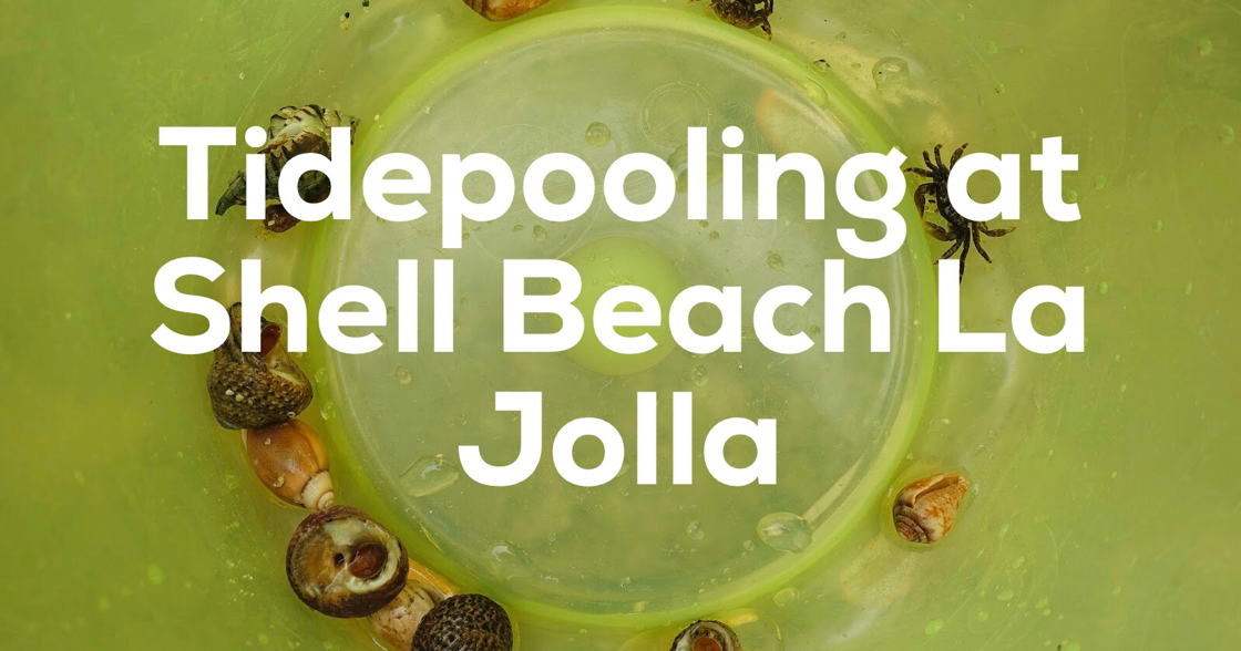 Shell Beach La Jolla Tide Chart