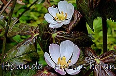 Glória Ishizaka - Hortus Botanicus Leiden - 26