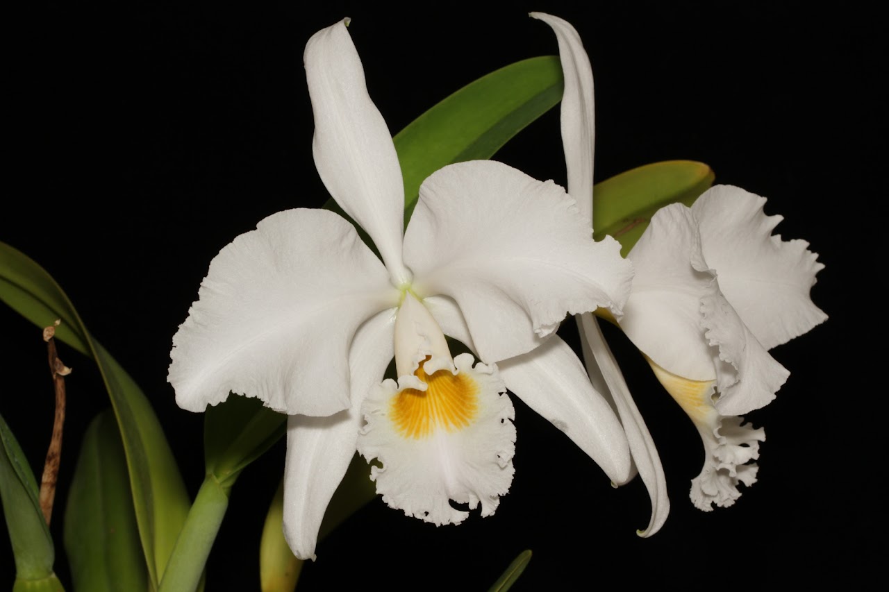 Cattleya gaskelliana f. alba IMG_8032