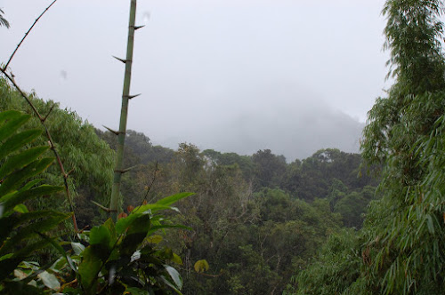 Marojejy living up to its name -in the rain