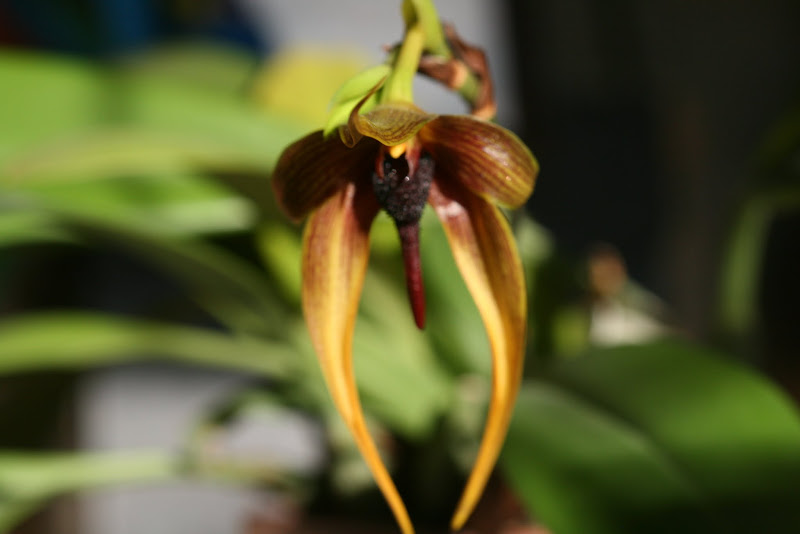 Bulbophyllum Wilbur Chang (B. echinolabium x B. carunculatum) IMG_2531