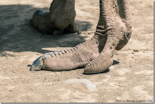 ostrichfeet01