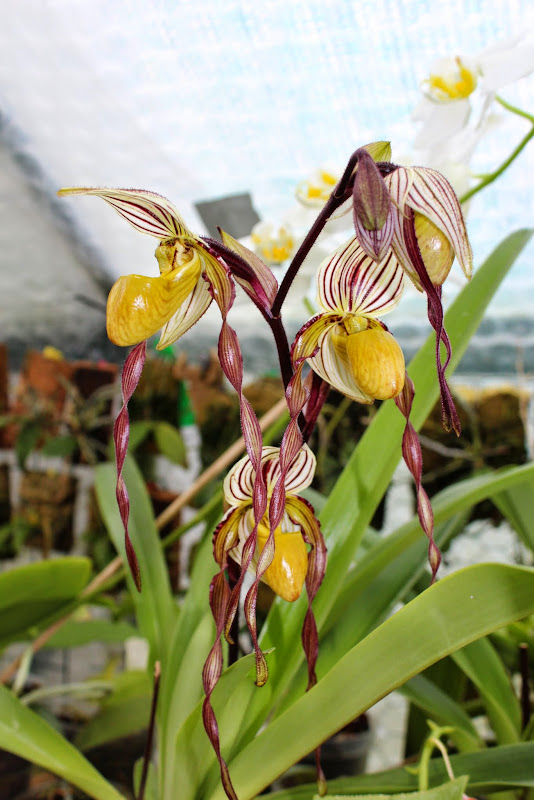 Paphiopedilum philippinense IMG_1312