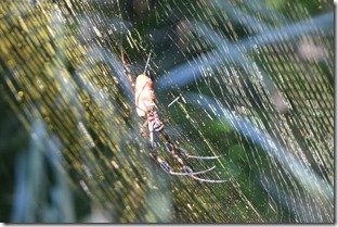 Golden Orb Weaver