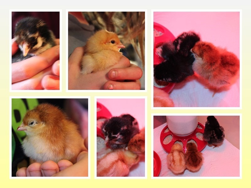 chicks