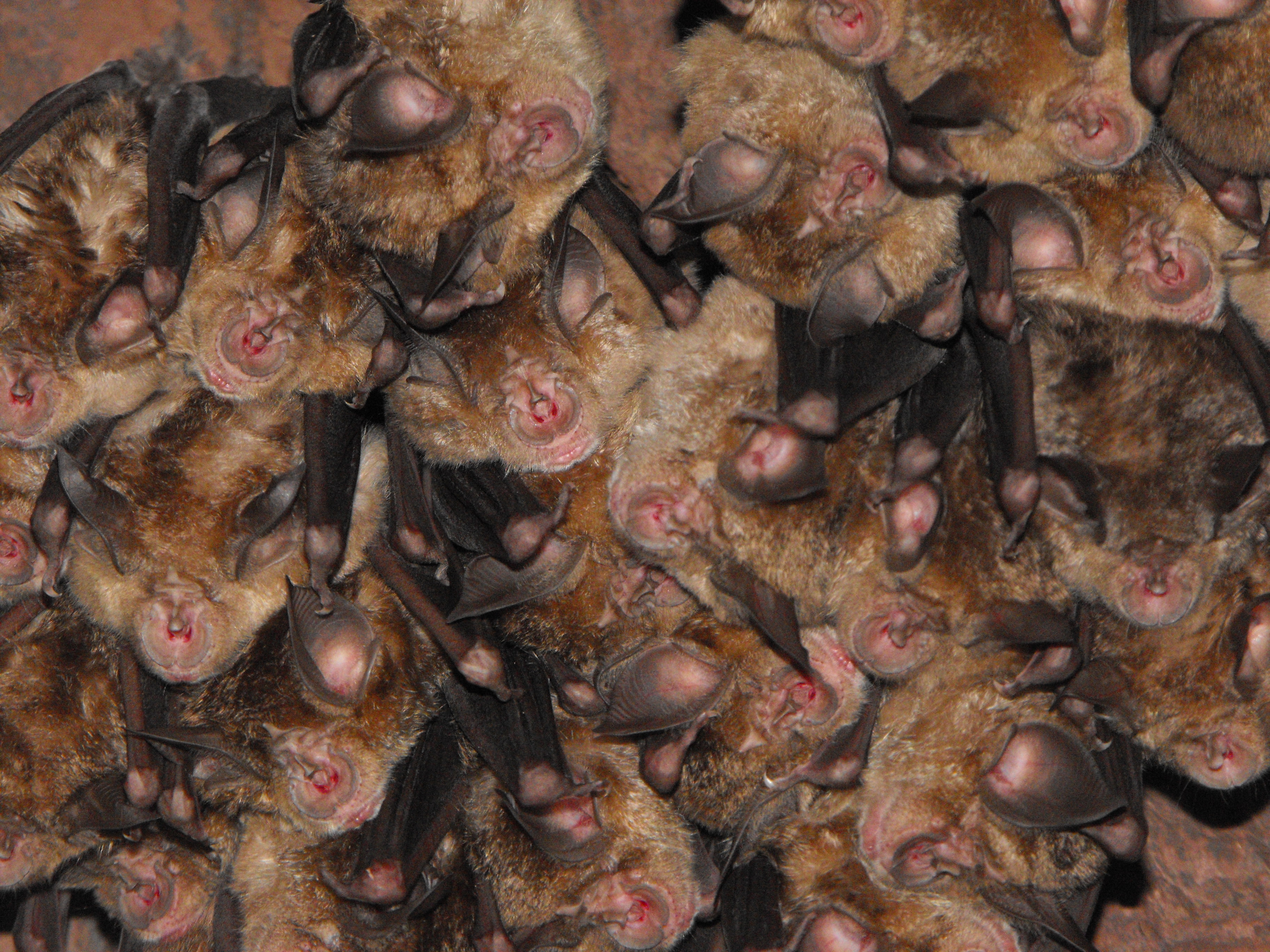 Bat mania di LucaMonego