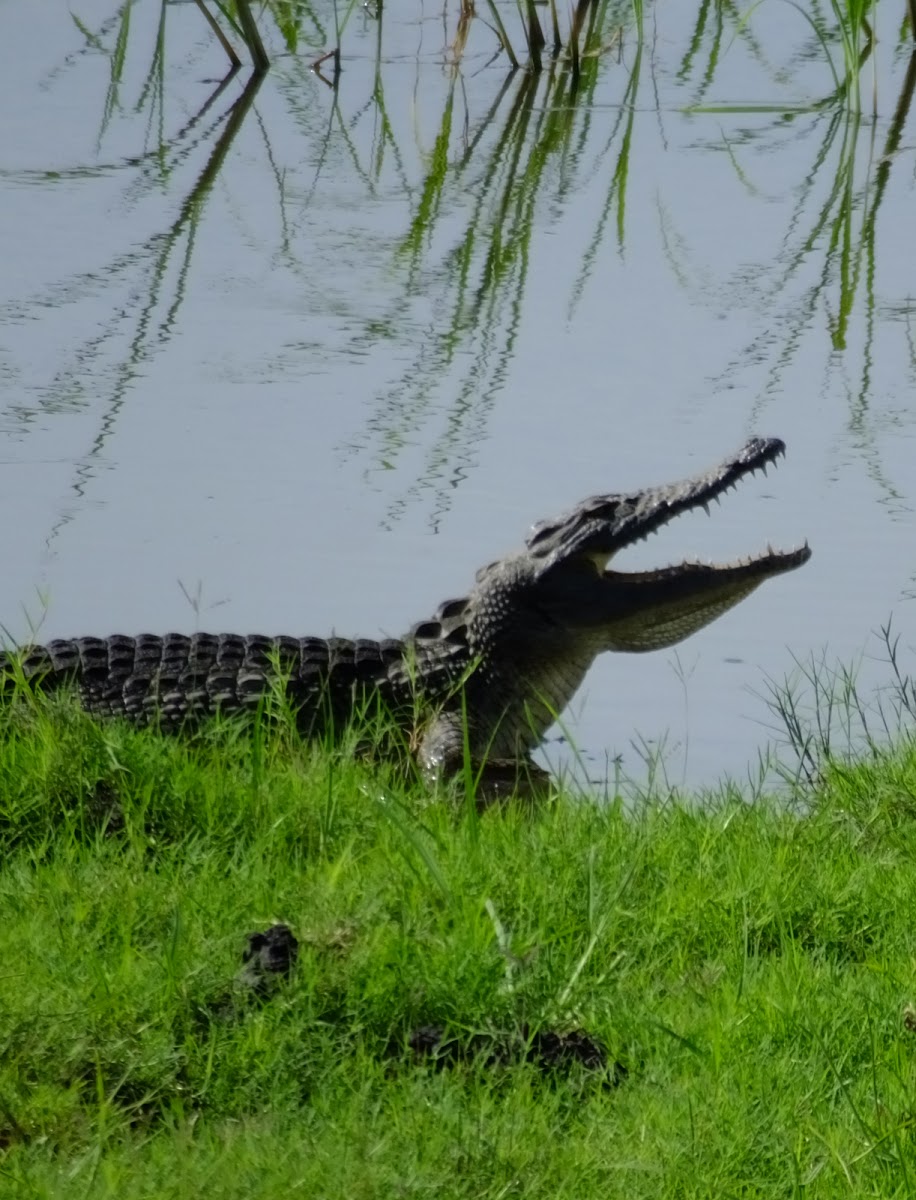 Nile Crocodile