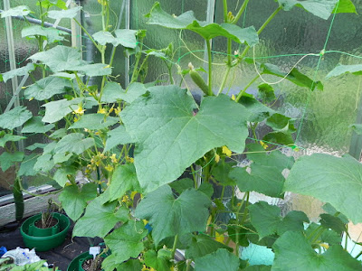 DSCN0590.JPG