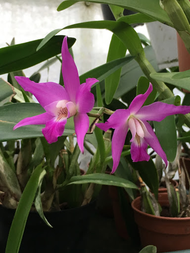 Laelia gouldiana Image