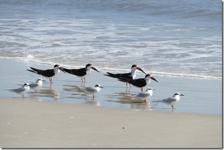 st_marys_amelia_island9