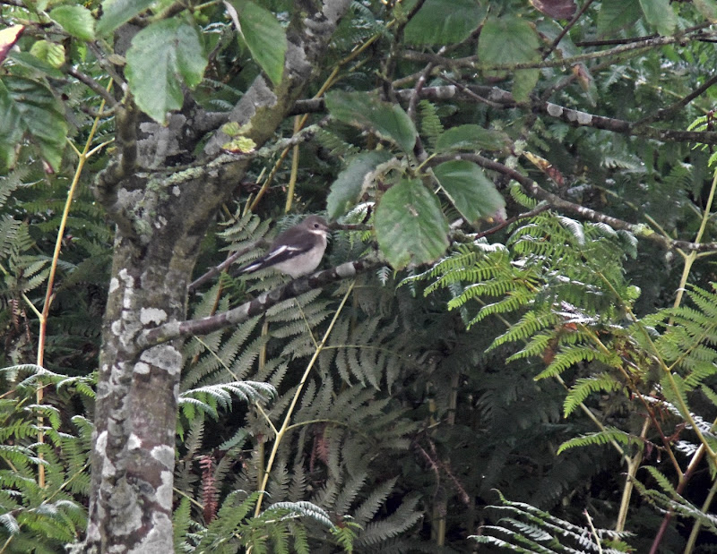 Pied Fly