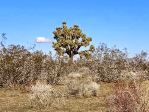 Climate Change Likely To Reduce Range Of Joshua Tree