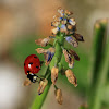 Seven-spot ladybird