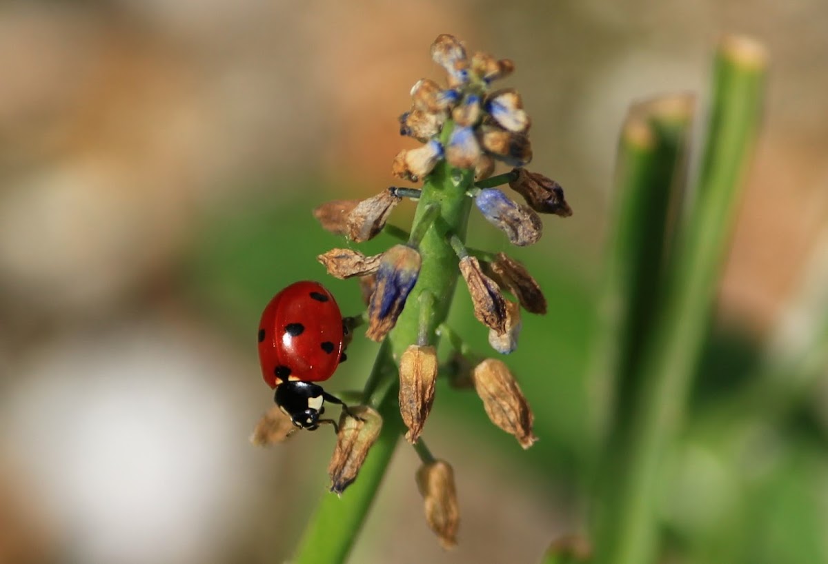 Seven-spot ladybird